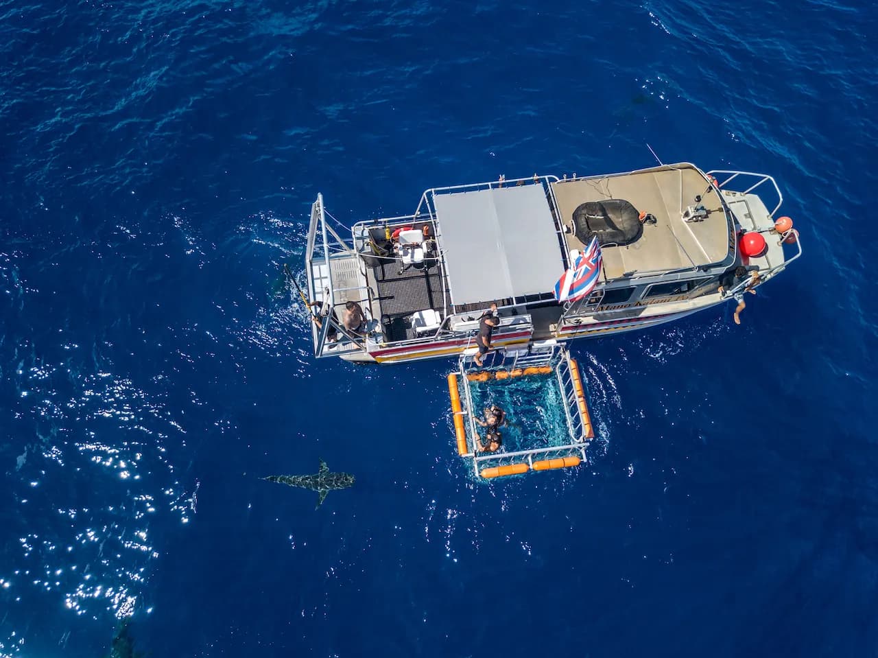 Haleiwa Shark Cage Tours