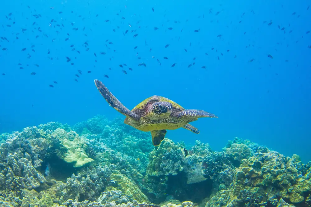 Hawaiian green sea turtle